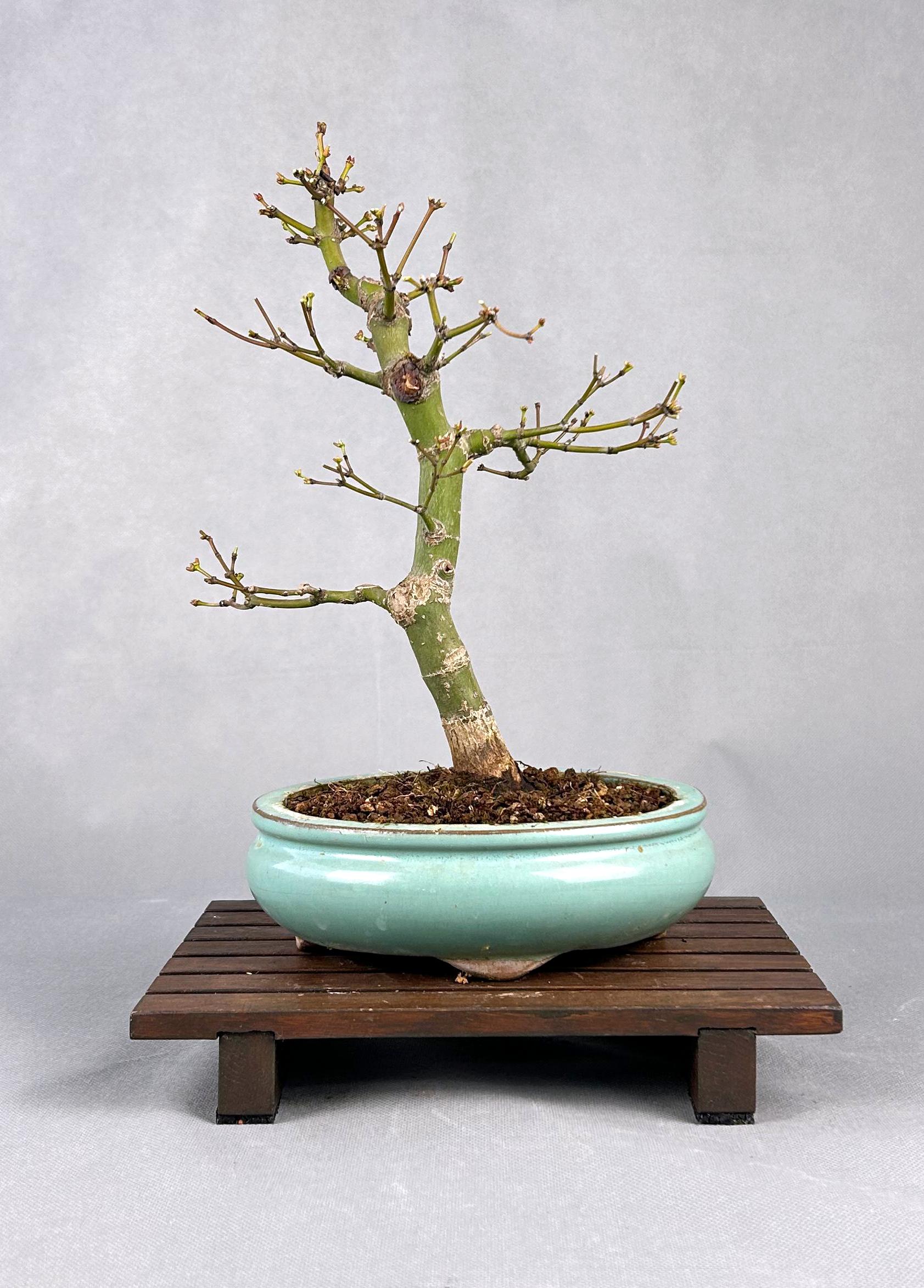 ACER PALMATUM ORANGE GREEN - Image 2